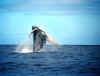 Humback-whale-breach-closeu.jpg (67178 bytes)