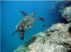 watersports turtle flight 8x10.jpg (30137 bytes)