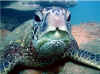 watersports turtle portrait 8x10 3.jpg (37138 bytes)